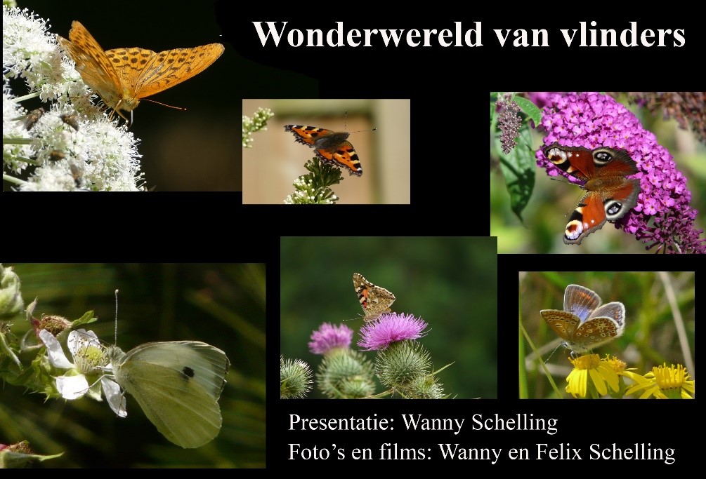 Collage van kleurrijke vlinders op bloemen, met titel "Wonderwereld van vlinders".