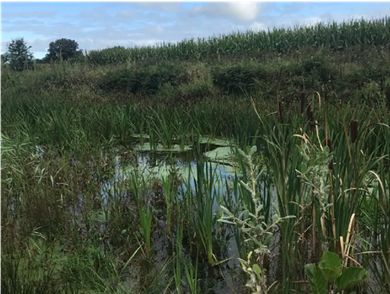 Een vijver met riet en waterplanten omgeven door groen grasland en een maïsveld.