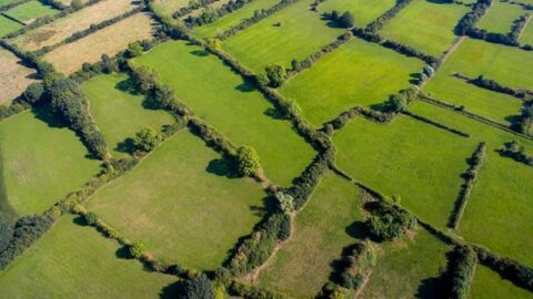 Luchtfoto van groene velden, gescheiden door hagen, in een agrarisch landschap.