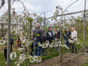Groep mensen tussen bloeiende bomen in een boomgaard, met een bewolkte hemel op de achtergrond.