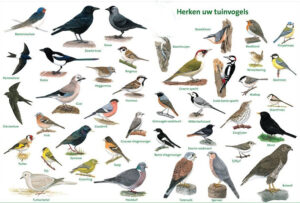 Illustratie van diverse Nederlandse tuinvogels, met namen beschreven, voor herkenning en identificatie.
