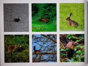 Zes dierenfoto's met muis, hert, haas, egel, eekhoorn, en marter in verschillende omgevingen.