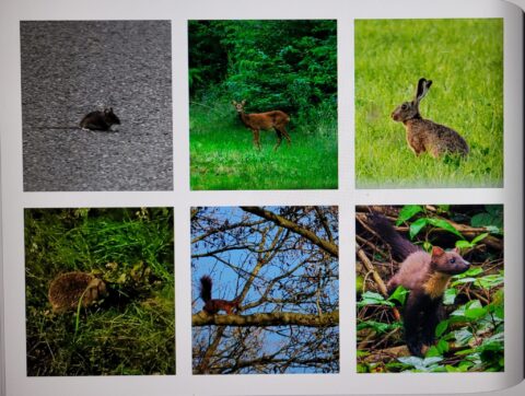 Zes dierenfoto's met muis, hert, haas, egel, eekhoorn, en marter in verschillende omgevingen.