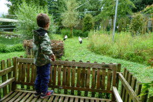 Een kind kijkt naar ooievaars in een groen park vanaf een houten bankje.