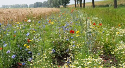 Bloemenstrook met kleurrijke bloemen naast een graanveld en bomenrij.
