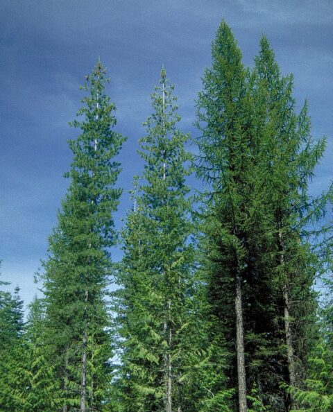 Vier hoge groene sparren onder een heldere blauwe hemel.