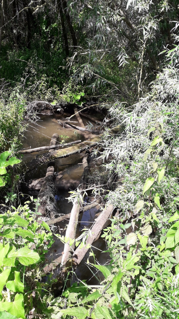 knaagsporen bever