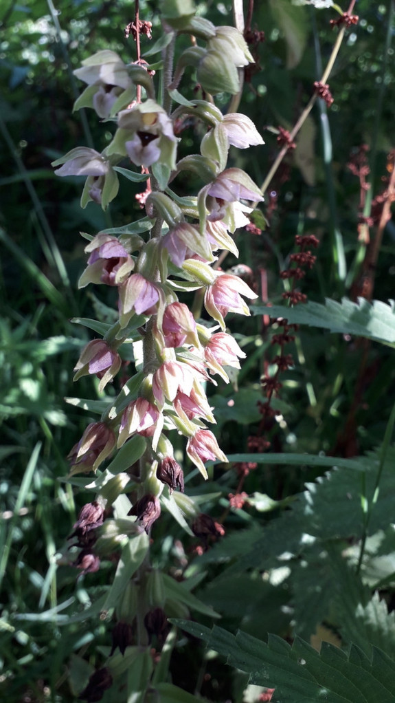 Brede Wespenorchis