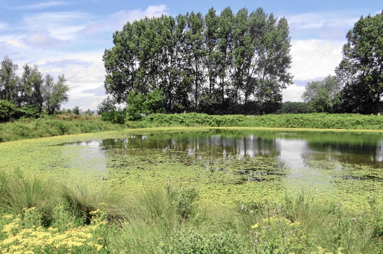 Eiland_Brienenoord_kikkerpoel