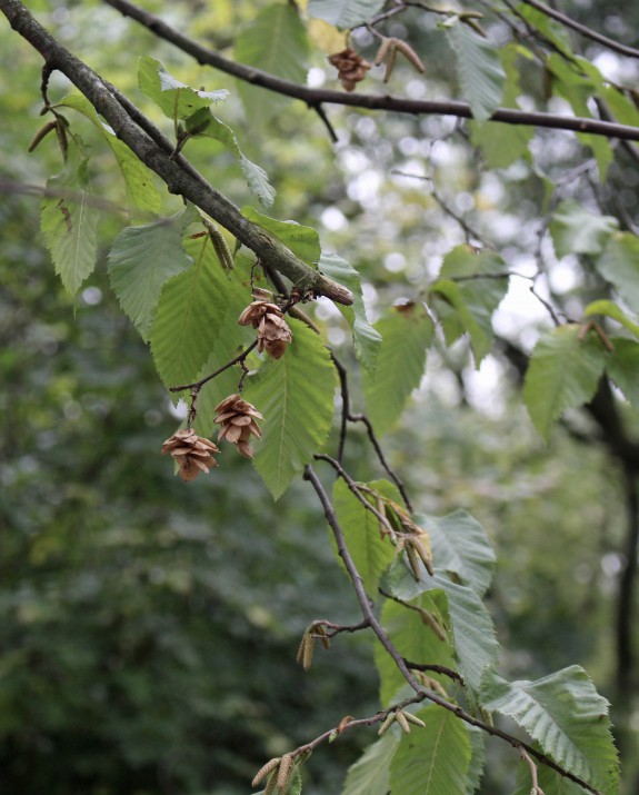 Het Park Hopbeuk