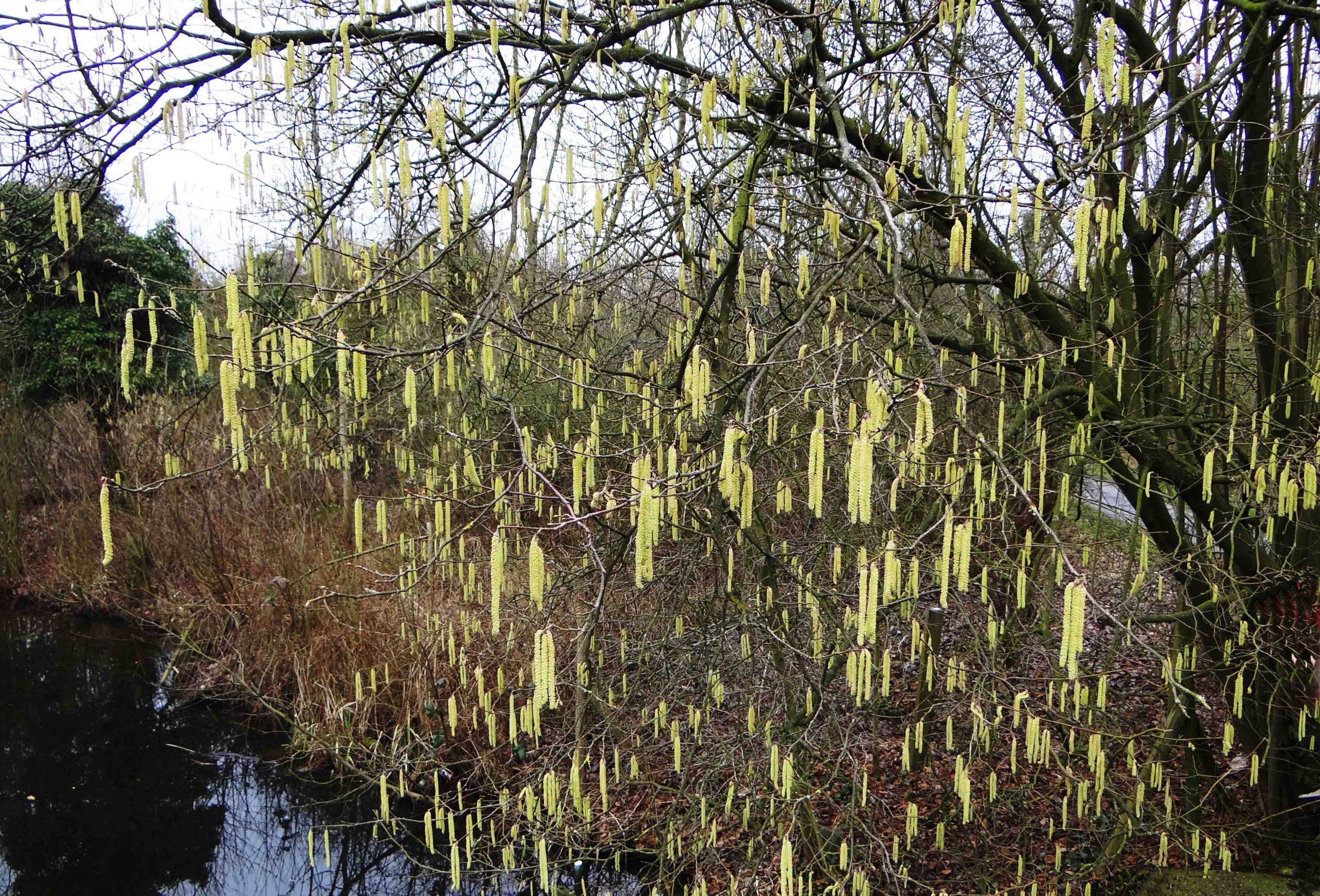 Naar de knoppen in het Kralingse Bos (14 januari 2018)