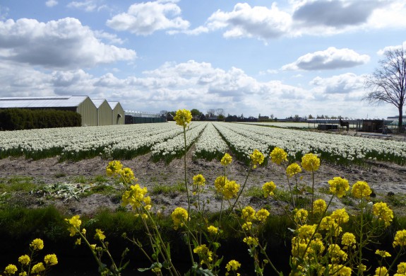 bollentocht ivn rdam