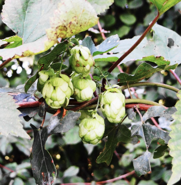 Hopbellen