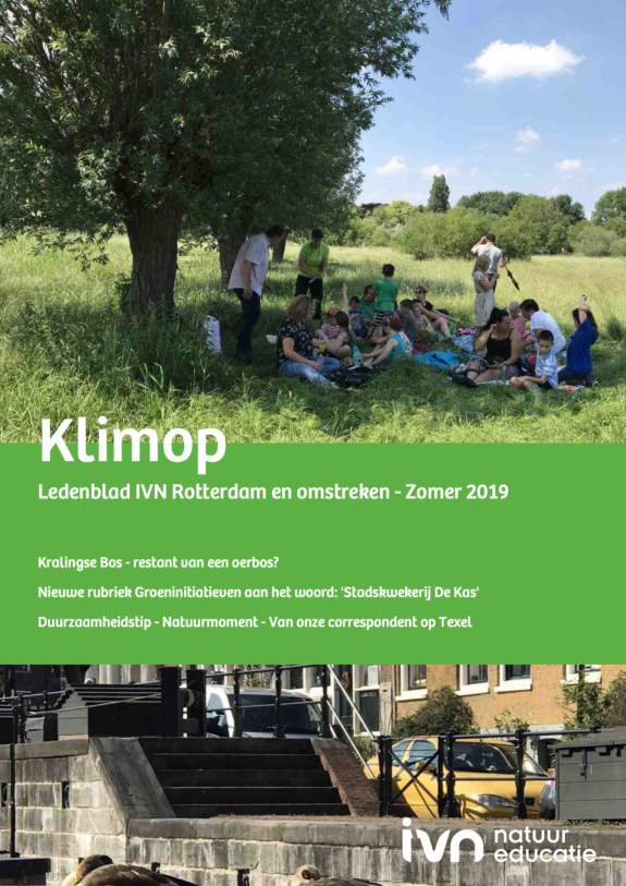 Klimop