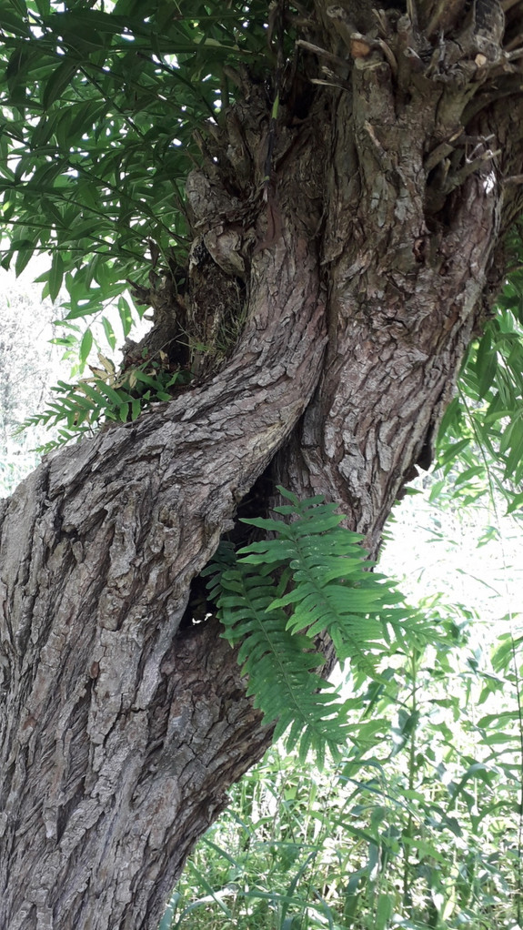 Knotwilg met eikvaren