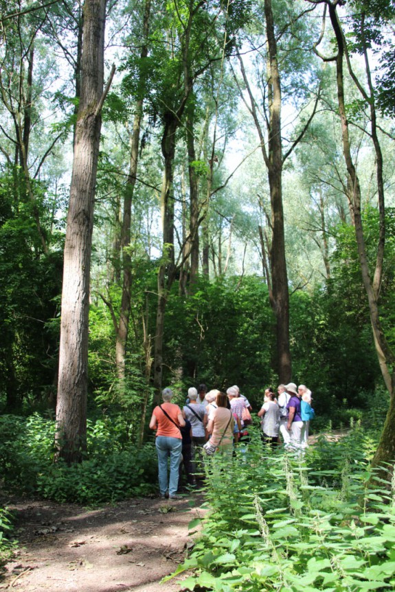 Lage Bergse Bos