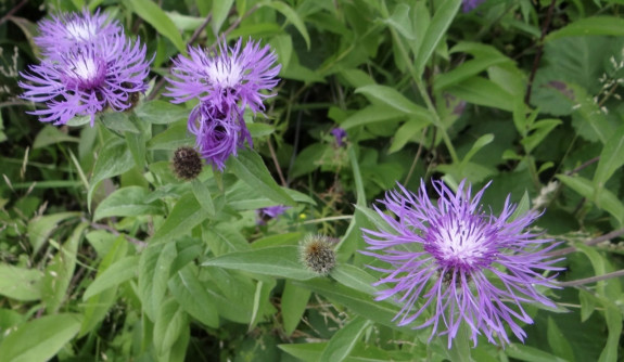 Paarse Distelbloem