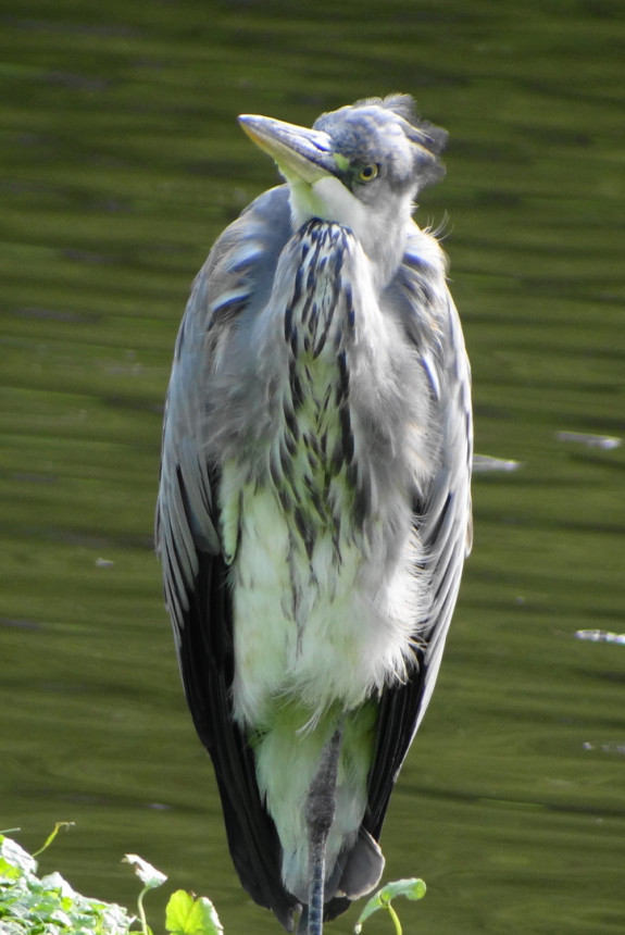 Stadsreiger