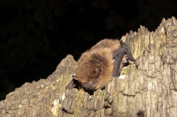 Gewone Dwergvleermuis - copyright Niels de Zwarte