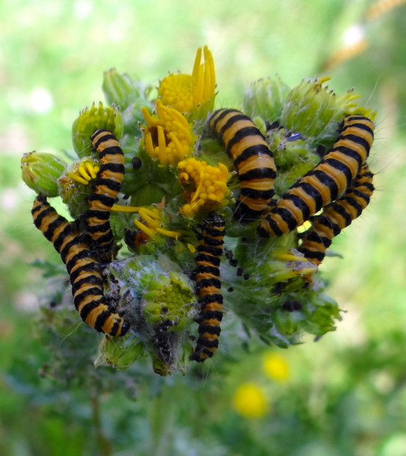 Zebrarups