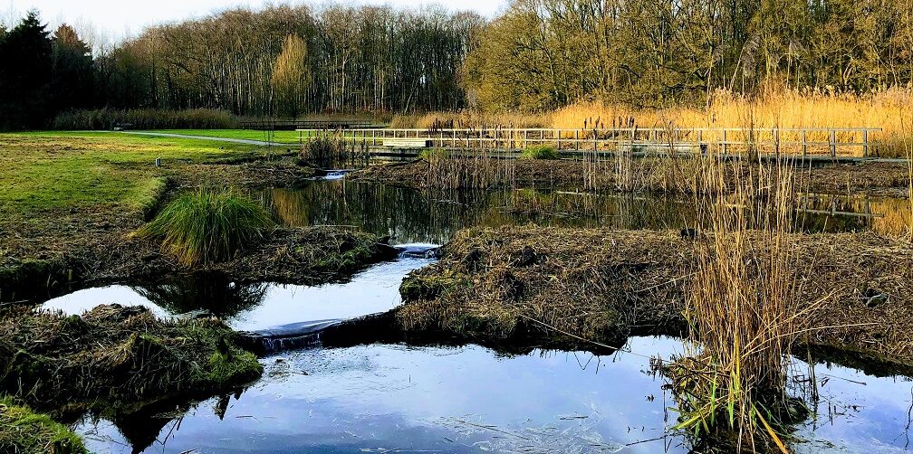Een rustig landschap met een vijver, omringd door grasland en bomen, onder een heldere lucht.