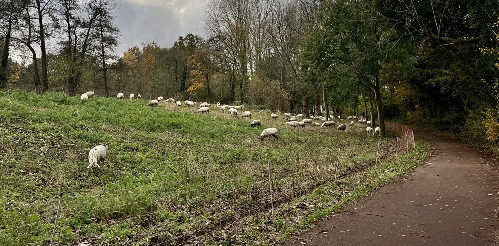 Schapen grazen in een groen weiland naast een kronkelend pad, omringd door herfstbomen.