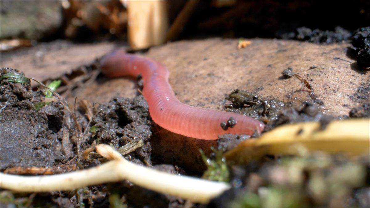 Roze regenworm kruipt op vochtige, modderige grond tussen plantresten.