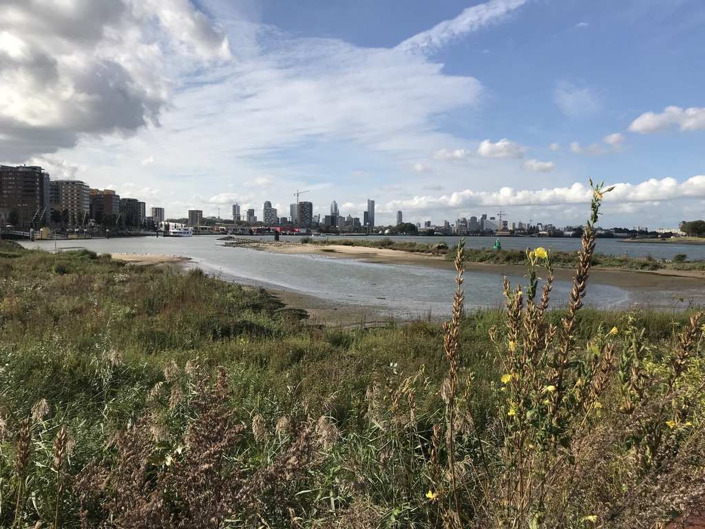 Rivierlandschap met hoogbouw in de verte, groene oever en bloeiende planten op de voorgrond.