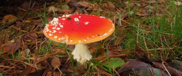 Rode paddenstoel met witte stippen in gras en bladeren.