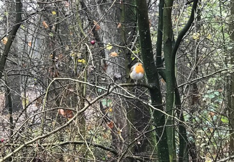 Roodborstje zittend op tak in winterse, kale bosomgeving.