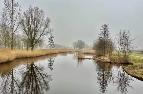 Mistige sloot met weerspiegeling van kale bomen en riet langs de oevers.