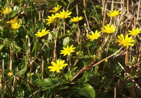 Gele bloemen met groene bladeren in de zon, omgeven door dorre stengels.