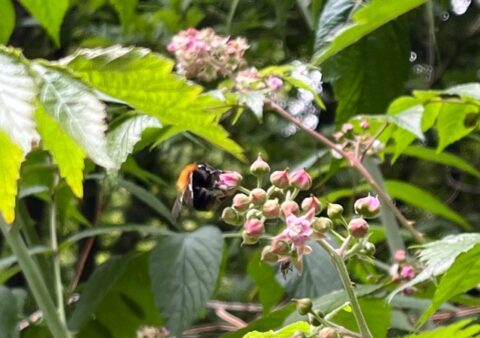 Hommel op roze bloemen omringd door groene bladeren in een tuin.