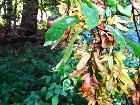 Groene en gele bladeren aan een tak in een schaduwrijk bos.