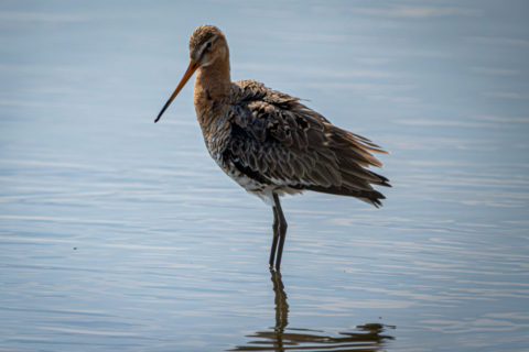 Wulp in het water, zijaanzicht, met verfijnde bruine en grijze veren, reflectie zichtbaar.