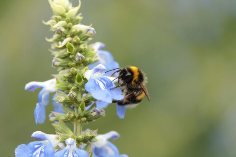 Hommel op blauwe bloem tegen wazige, groene achtergrond.