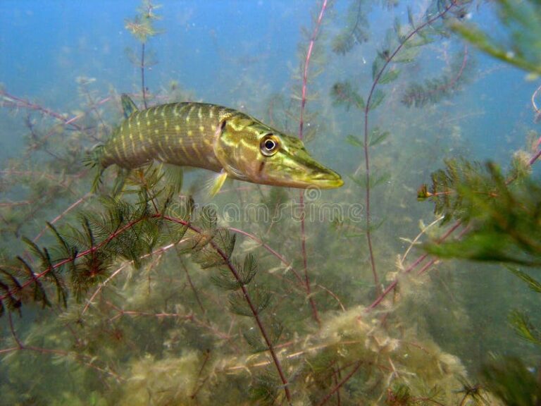 Een snoek zwemt tussen onderwaterplanten in helder water.