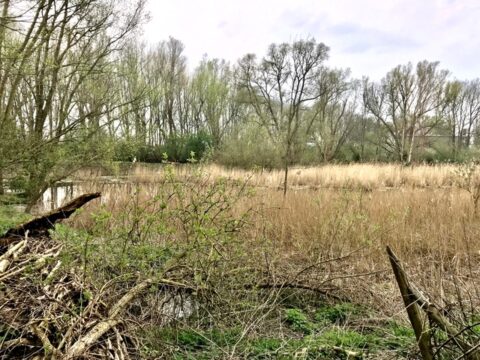 Moeraslandschap met gras en bomen onder een bewolkte hemel.