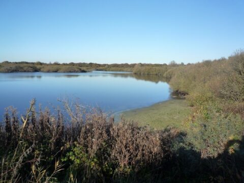Rustig meer omringd door bomen en struiken onder een heldere blauwe hemel.