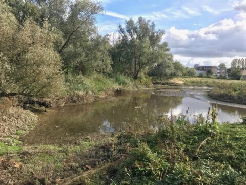Natuurlijke vijver met omringende bomen en gras, onder een bewolkte hemel.