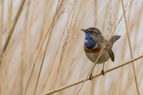 Vogel met blauwe borst zittend op een rietstengel in een zonnig veld met hoge stengels.