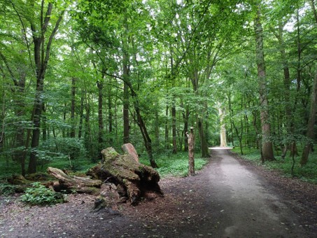 Boswandeling met groene bomen, gekapte boomstronk links, kronkelend pad naar de verte.