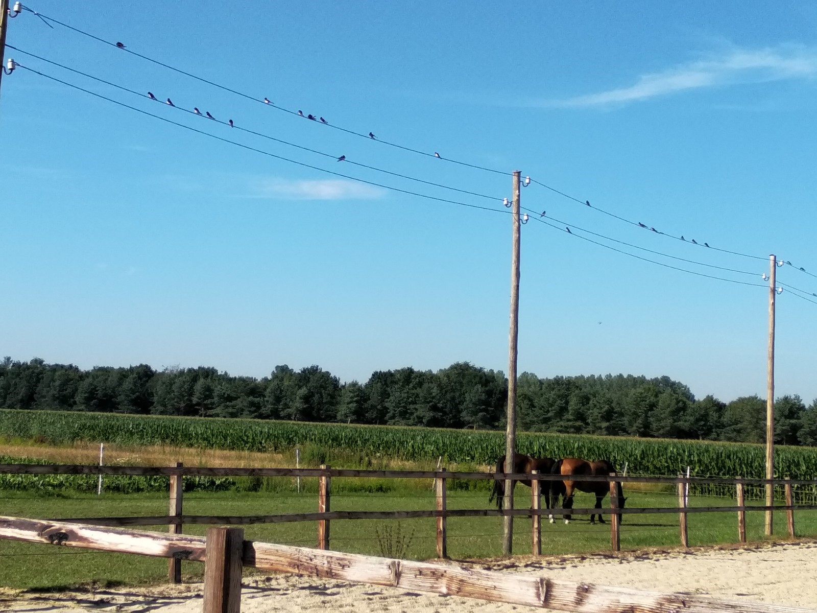 Nieuwe hangplek voor boerenzwaluwen!