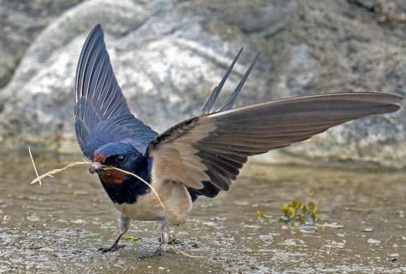 boerenzwaluw_header_2