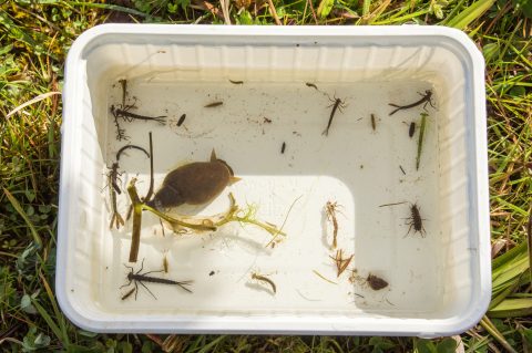 Waterdiertjes scheppen weer erg leuk en leerzaam