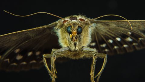 Insecten / Nachtvlinders