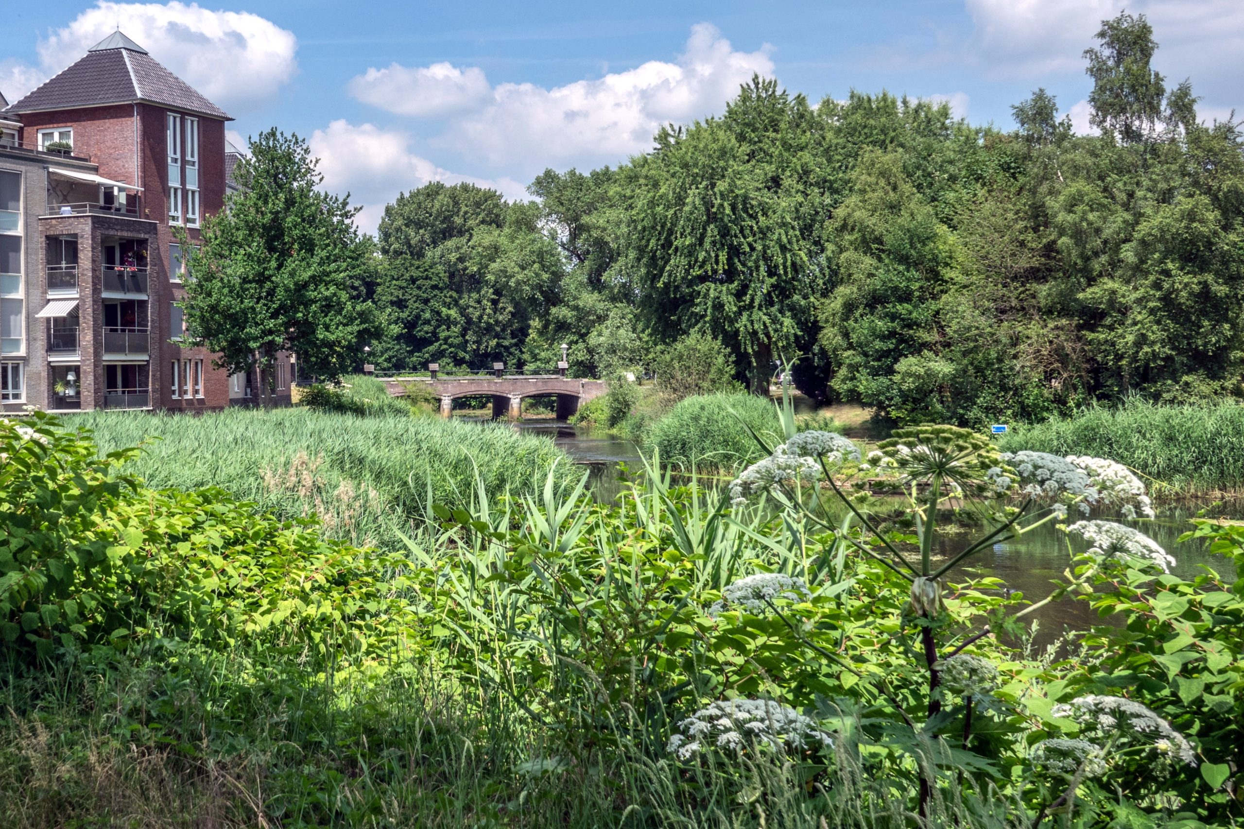 Aandacht voor invasieve exoten in Rooi   