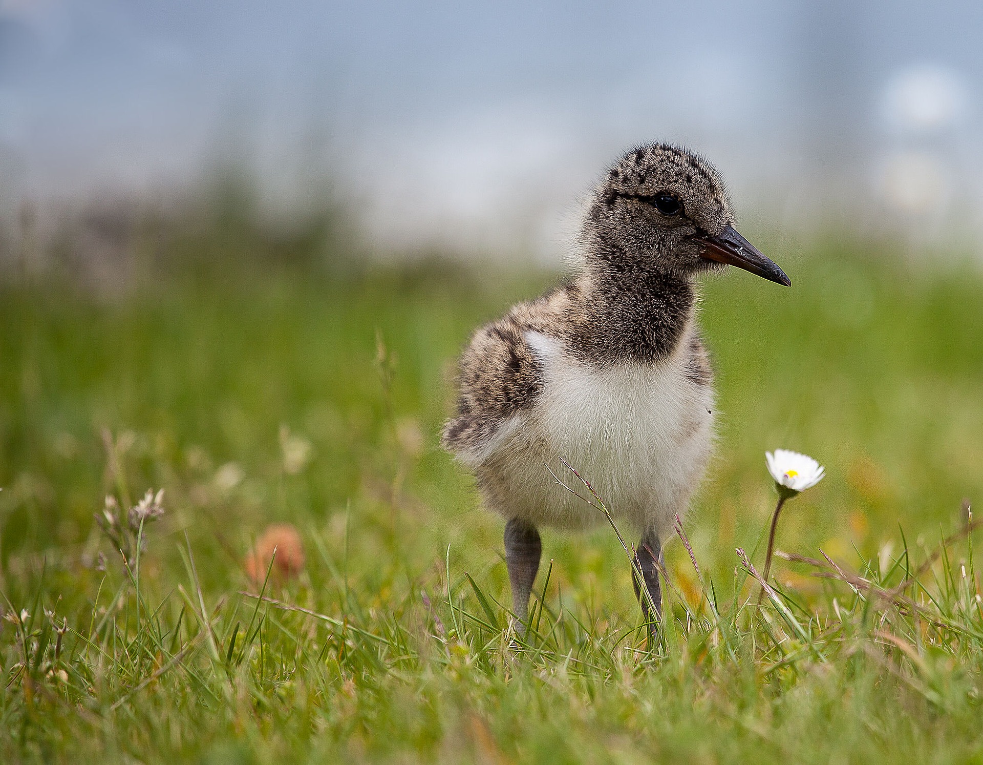 Jaarverslag weidevogelgroep