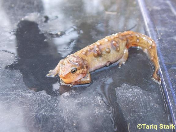 vinpootsalamander