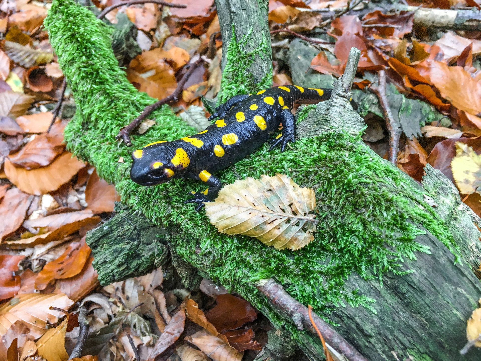 Salamanders, onopvallend maar belangrijk